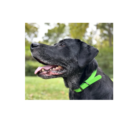 Boyt - Fire Flex Dog Collar